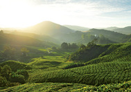 Malaysia Reisen | Teeplantage, Cameron Highlands