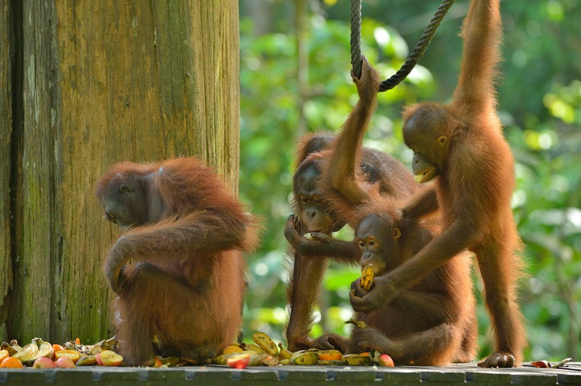 orangutan-affen-borneo.jpg