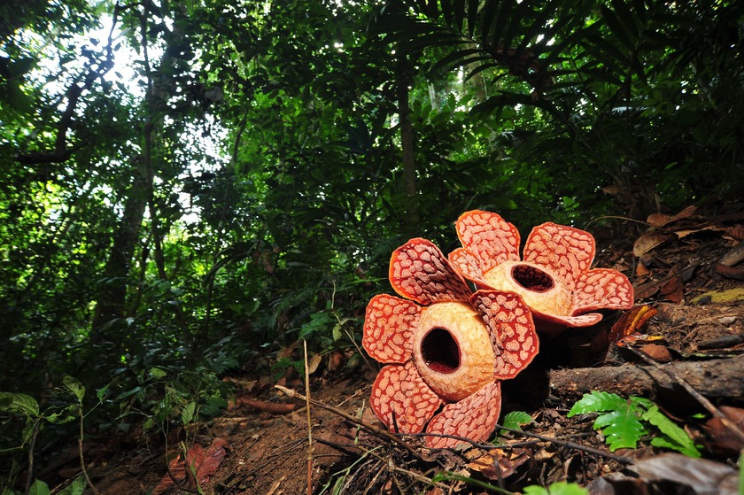 belum-rainforest-rafflesia.jpg
