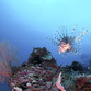 Malaysia Reisen | Tauchen, Perhentian Islands
