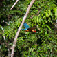 Malaysia Reisen | Kingfisher, Borneo