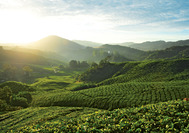 Malaysia Rundreise | Blick ber die Teeplantagen der Cameron Highlands