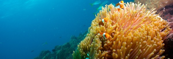 malaysia-reisen-tauchen-tioman-island-fischjpg.jpg