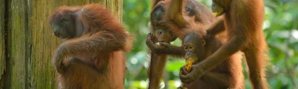 Orangutans-borneo-sepilok.jpg