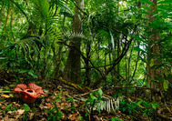 Malaysia Rundreise | blhende Rafflesia im Belum Rainforest