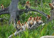 Nasenaffen auf Borneo