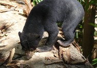 malaysia-reisen---borneo--sepilok---sunbearjpg.jpg