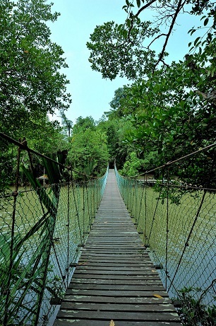 SIMILAJAU-dschungel.jpg