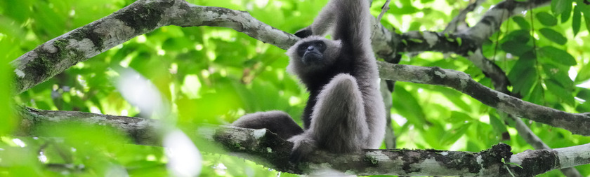 Danum Valley.jpg