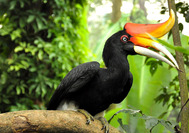 Malaysia Reisen | Hornbill, Royal Belum Rainforest