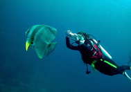 malaysia-reisen---borneo---buceo-tauchenjpg.jpg