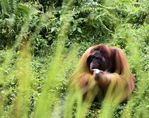 malasia-borneo-orangutan-2-min.jpg