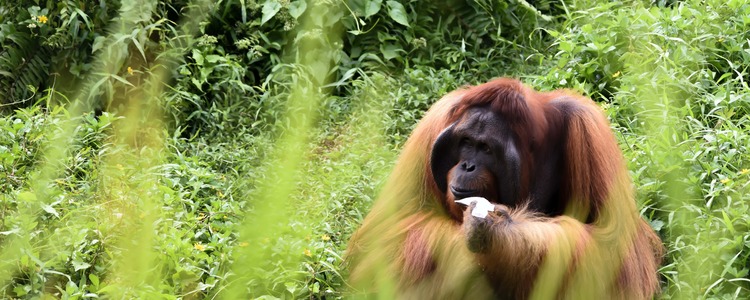 malasia-borneo-orangutan-2-min.jpg