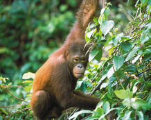 Malaysia Reisen | Orang Utan, Borneo