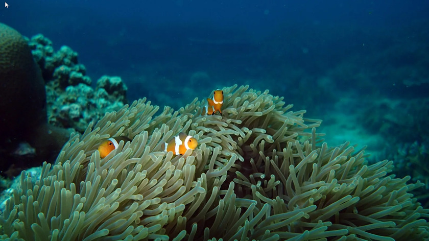 tioman-buceo.png