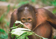 malaysia-reisen---borneo---sabah---sepilok---orangutan-07jpg.jpg
