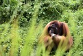 malasia-borneo-orangutan-2-min.jpg