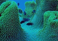 Malaysia Reisen | Schnorcheln Perhentian Island 
