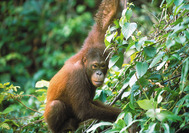 Orang Utan im Regenwald von Borneo