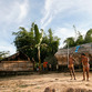 Malaysia Reisen | Orang Asli, Royal Belum Rainforest