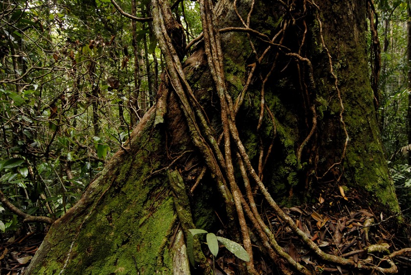 taman-negara-bosque-min.jpg
