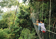 Canopy Walk im Taman Negara Nationalpark