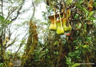 Malaysia Reise | Sabah Flora