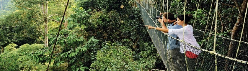 malaysia-reisen-canopy-walk-taman-negarajpg.jpg