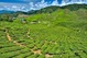 Malaysia Reisen | Teeplantagen, Cameron Highlands