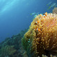 Malaysia Rundreise | Tauchen, Tioman Island