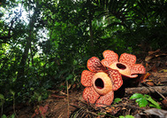 Die Rafflesia Blume im Belum Rainforest