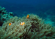 tioman-buceo.png
