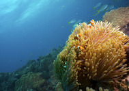 Malaysia Rundreise | Tauchen vor Tioman Island