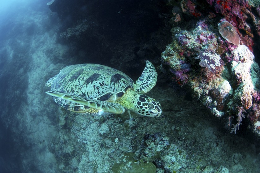 SIPADAN ISLAND 40_1.jpg