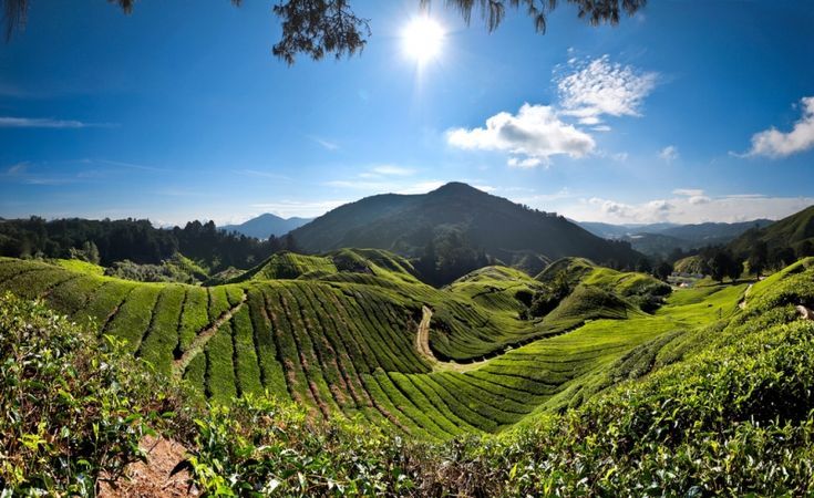 cameron highlands llegada.jpg