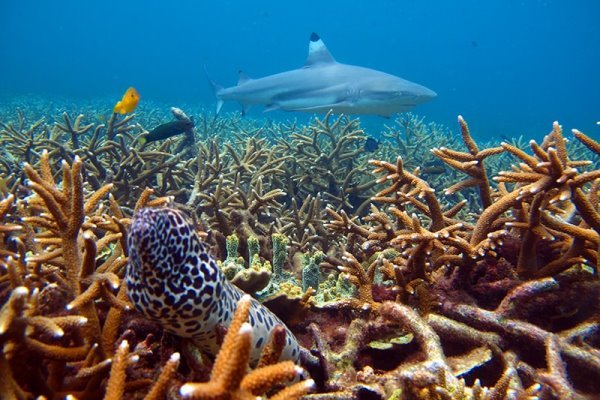 perhentian-buceo.jpg