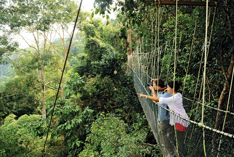 Malaysia Reisen | Canopy Walk, Taman Negara