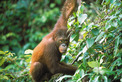 Malaysia Reisen | Orang Utan, Borneo