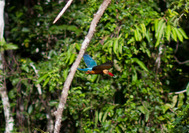 Kingfisher im Dschungel von Borneo