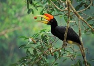 Hornbill im Belum Rainforest