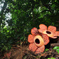 Malaysia Rundreise | Rafflesia, Belum Rainforest
