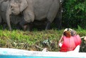 malasia-reisen---borneo---sabah----sukau---kinabatangan---elephants-05jpg.jpg