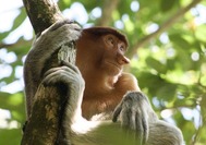 malasia-reisen---borneo---mono-narigudo-02jpg.jpg