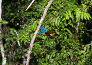 Kingfisher im Regenwald von Borneo