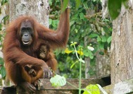 Malaysia Reisen | Sepilok Centre