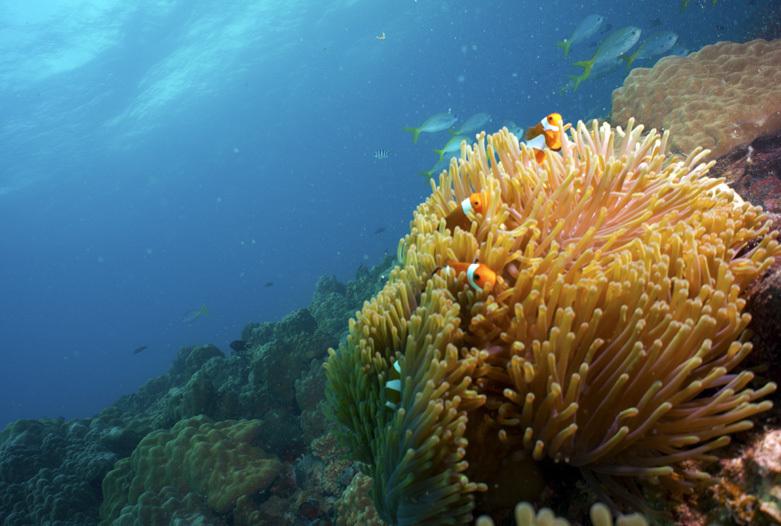 Malaysia Rundreise | Tauchen, Tioman Island