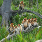 Malaysia Reisen | Nasenaffen, Borneo