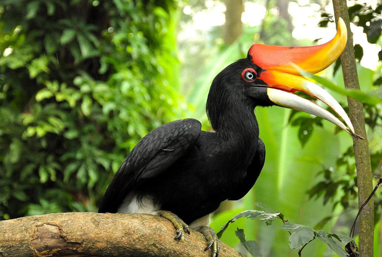 Malaysia Reisen | Hornbill, Royal Belum Rainforest