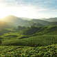 Malaysia Rundreise | Cameron Highlands