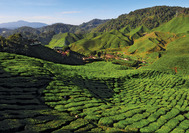 Malaysia Rundreise | Teeplantagen in den Cameron Highlands